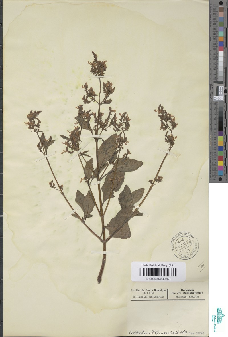 Aeollanthus breviflorus photo 3