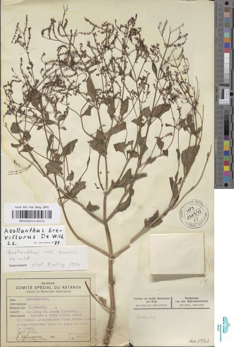 Aeollanthus breviflorus photo 4