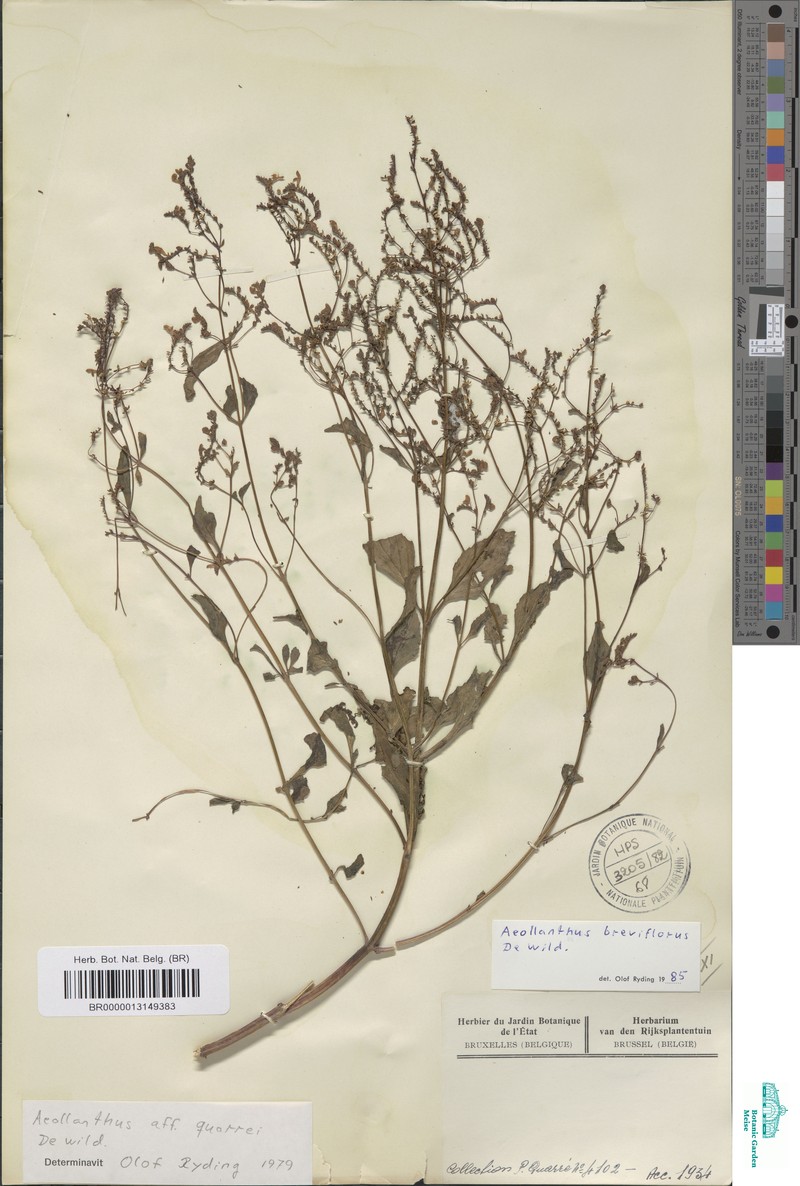 Aeollanthus breviflorus photo 5
