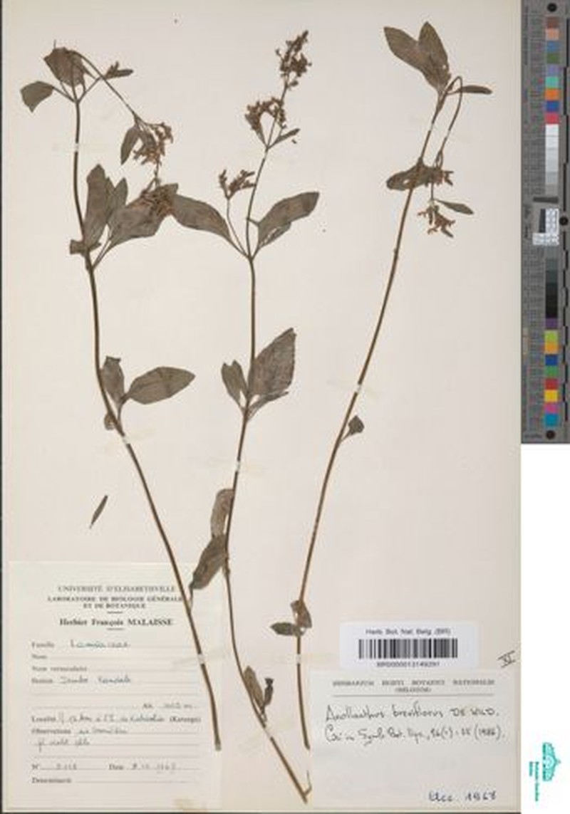 Aeollanthus breviflorus photo 6