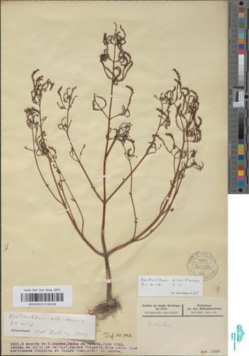 Aeollanthus breviflorus photo 7