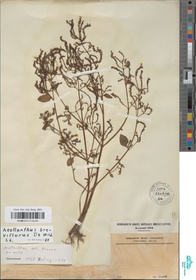 Aeollanthus breviflorus photo 8