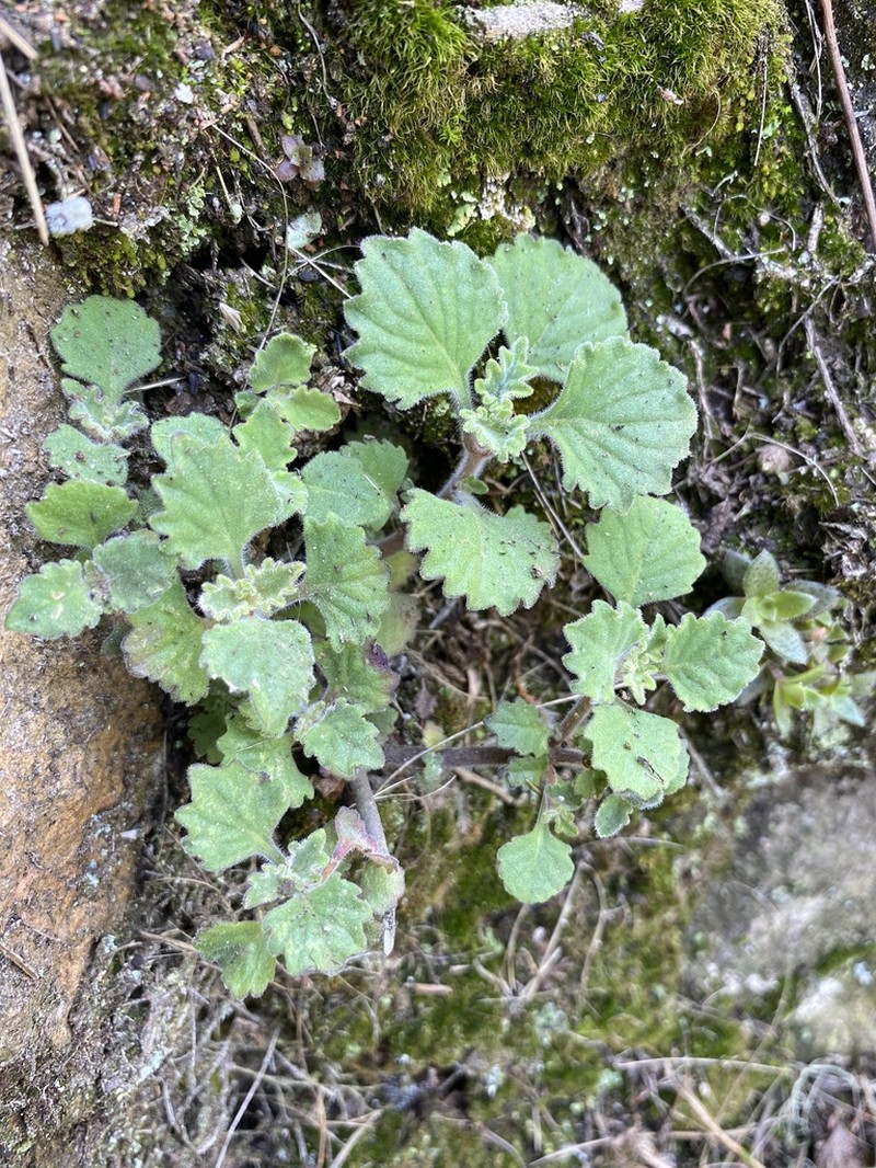 Aeollanthus buchnerianus