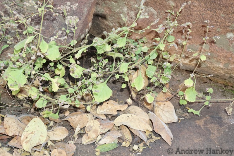 Aeollanthus buchnerianus photo 6