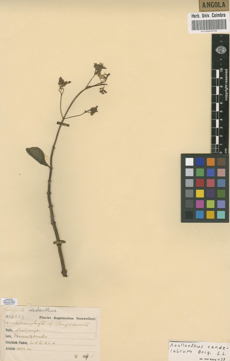 Aeollanthus candelabrum