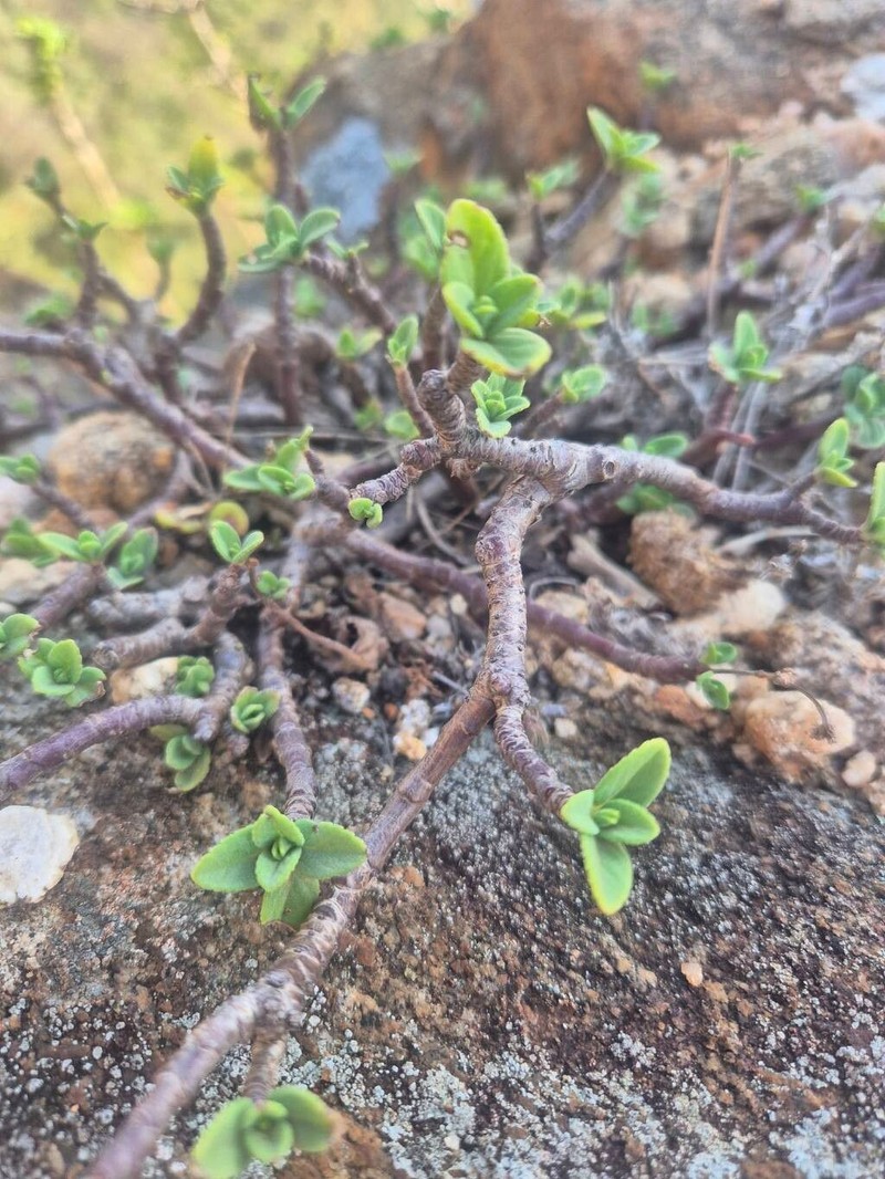 Aeollanthus densiflorus