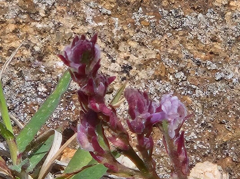 Aeollanthus densiflorus photo 2