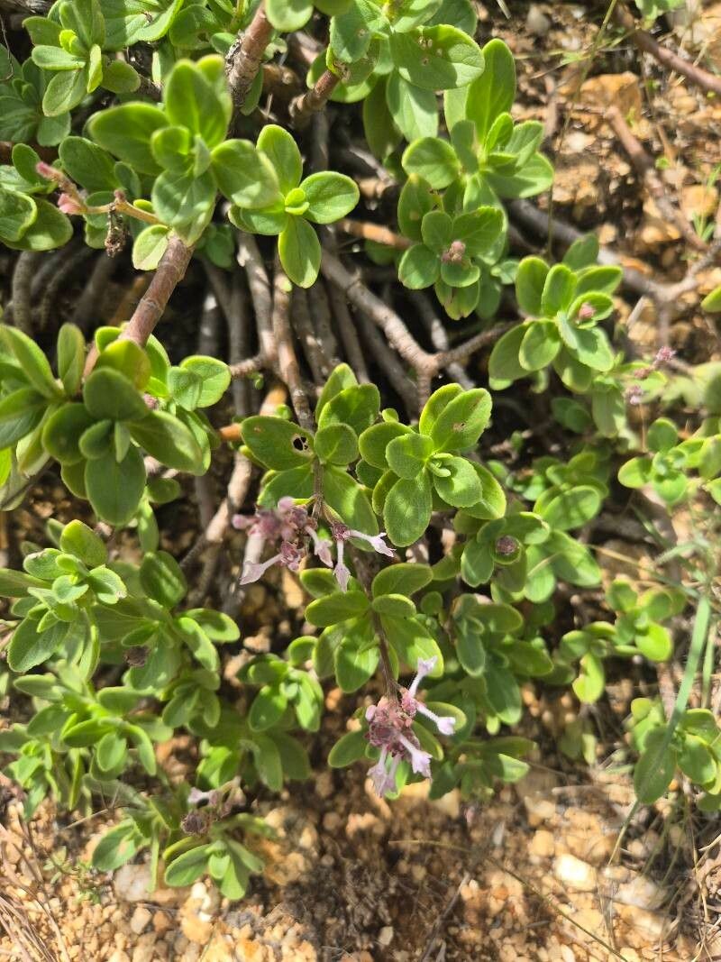 Aeollanthus densiflorus photo 3