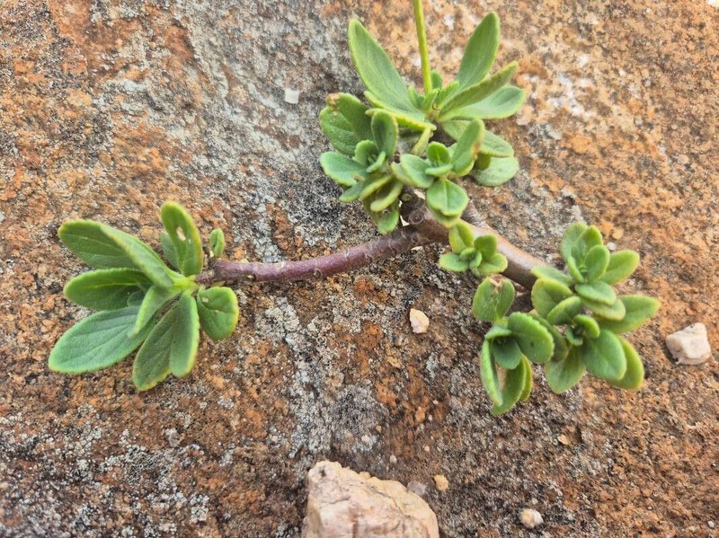 Aeollanthus densiflorus photo 4