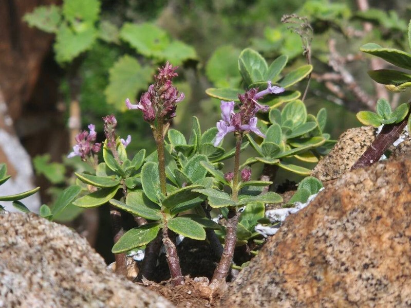 Aeollanthus densiflorus photo 5