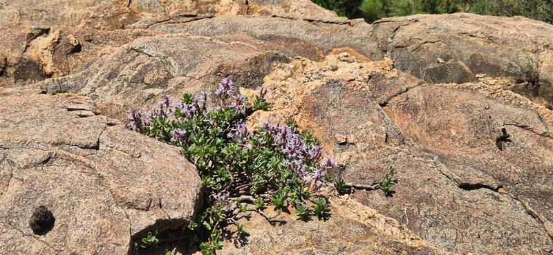 Aeollanthus densiflorus photo 6
