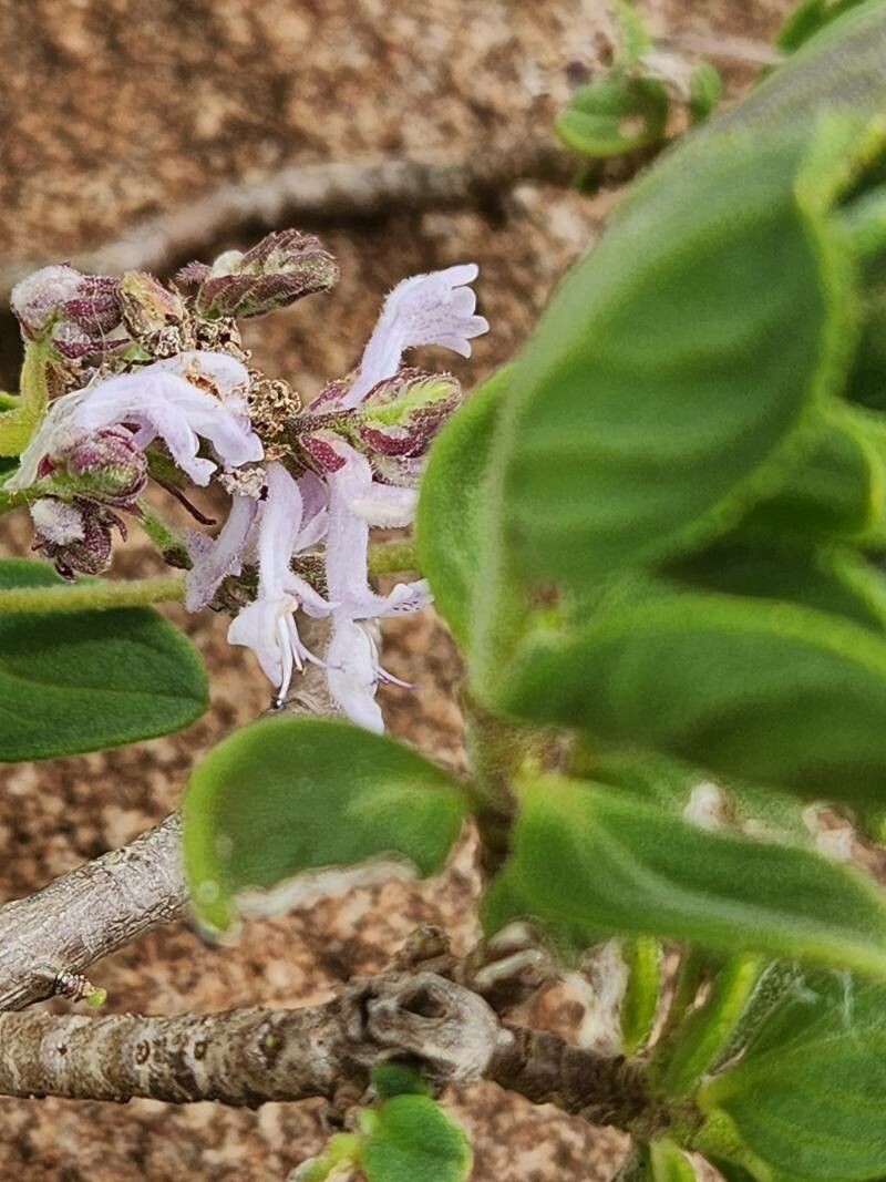 Aeollanthus densiflorus photo 7