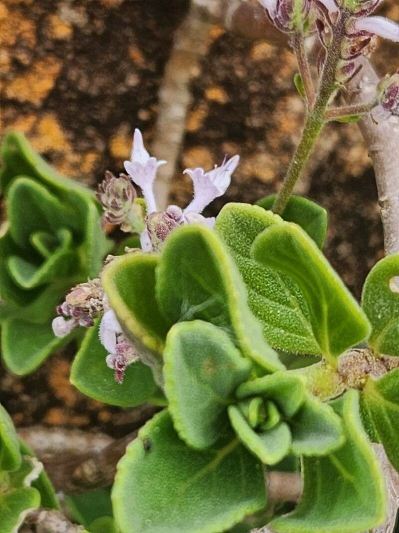 Aeollanthus densiflorus photo 8