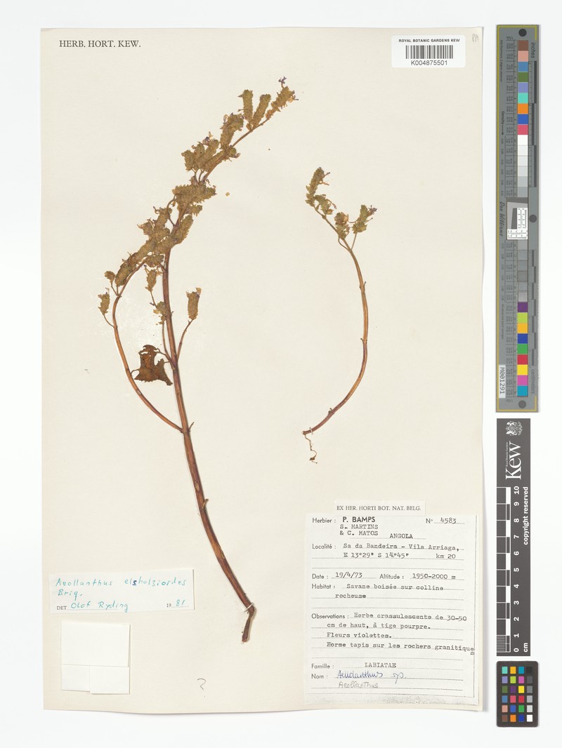 Aeollanthus elsholtzioides photo 3