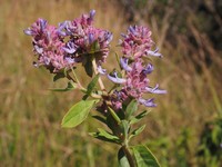 Aeollanthus engleri