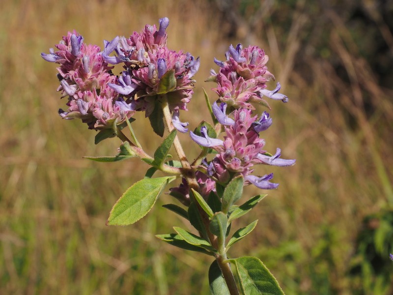 Aeollanthus engleri
