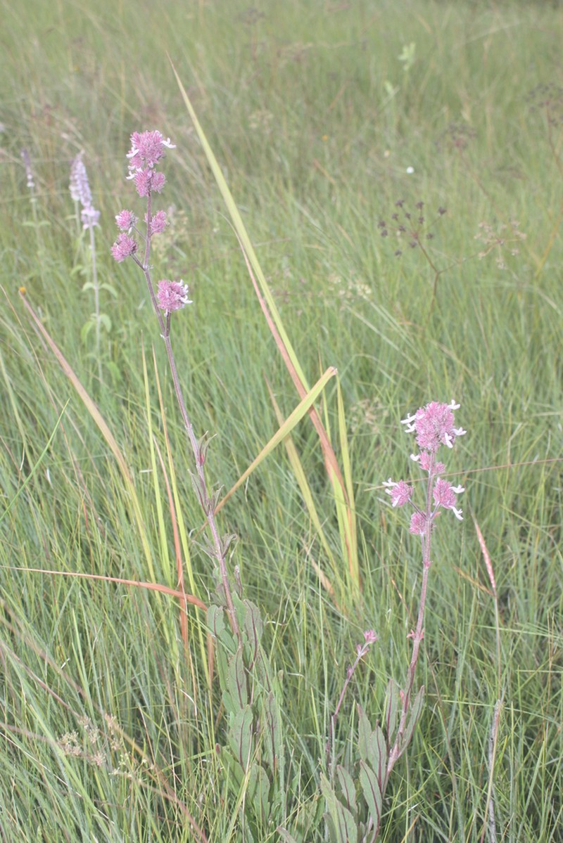 Aeollanthus engleri photo 2
