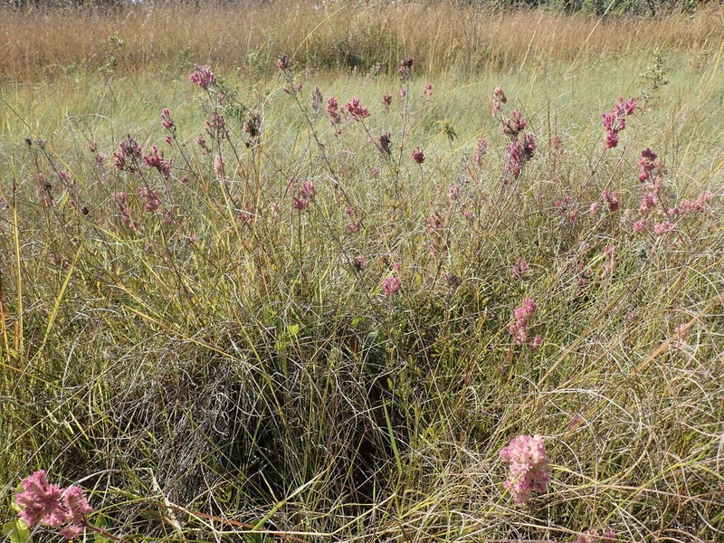Aeollanthus engleri photo 3