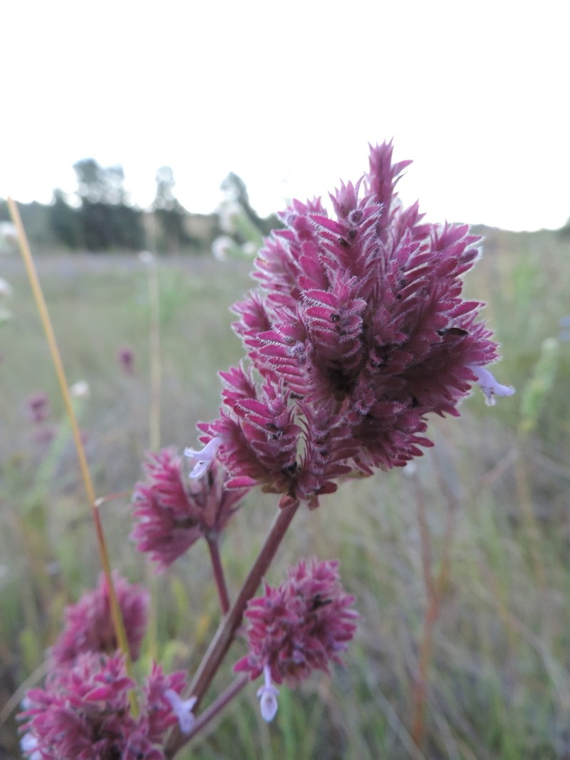 Aeollanthus engleri photo 4