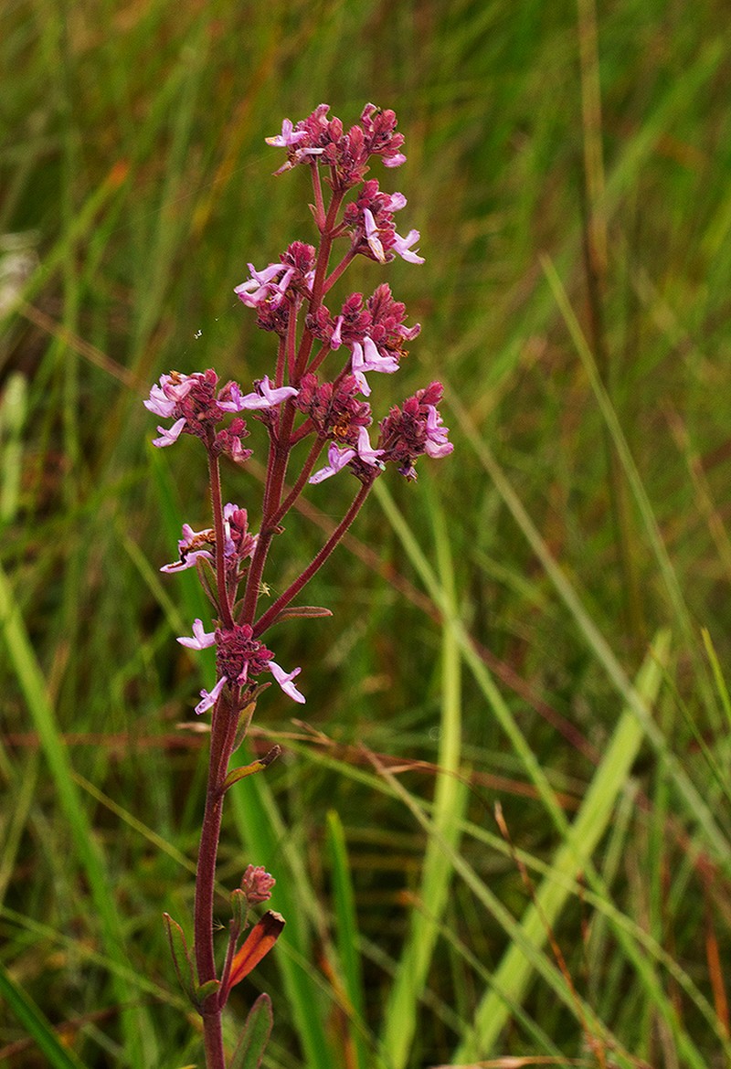 Aeollanthus engleri photo 5