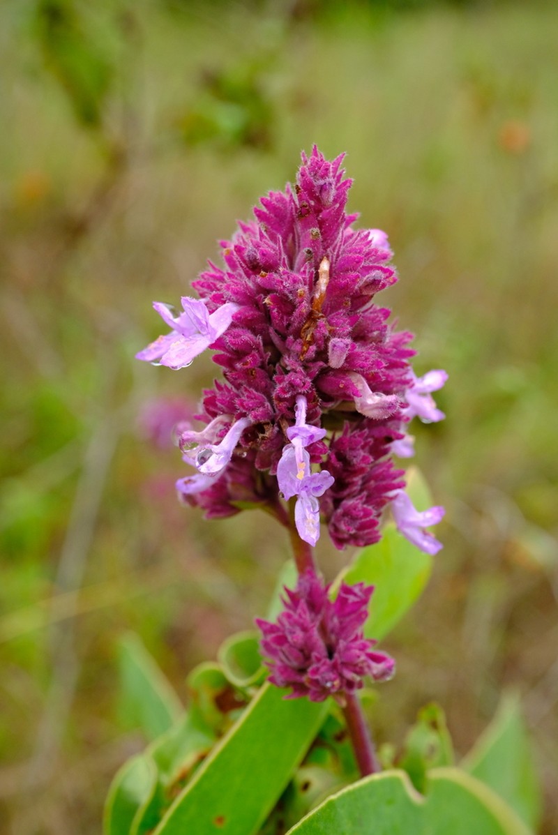 Aeollanthus engleri photo 6