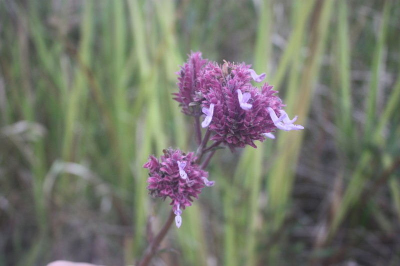 Aeollanthus engleri photo 7