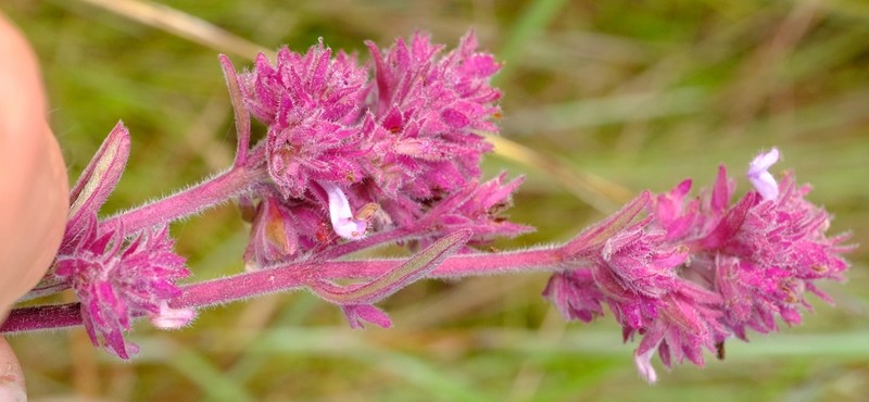 Aeollanthus engleri photo 8
