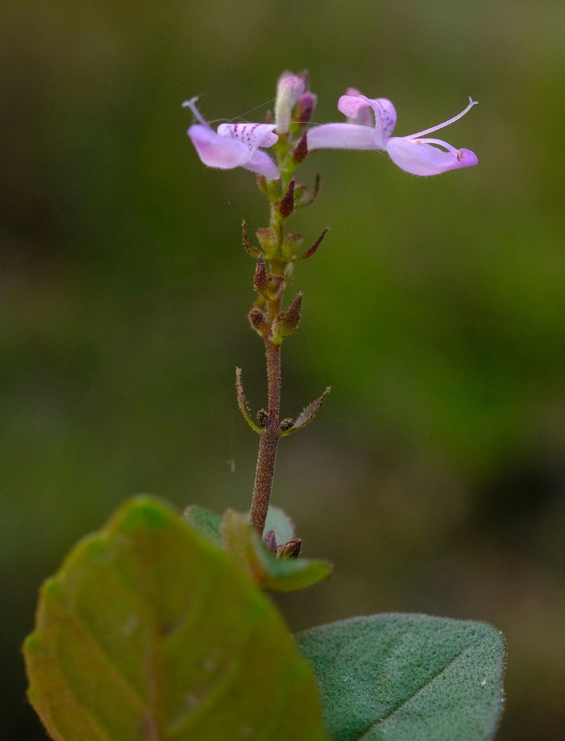 Aeollanthus fruticosus photo 5