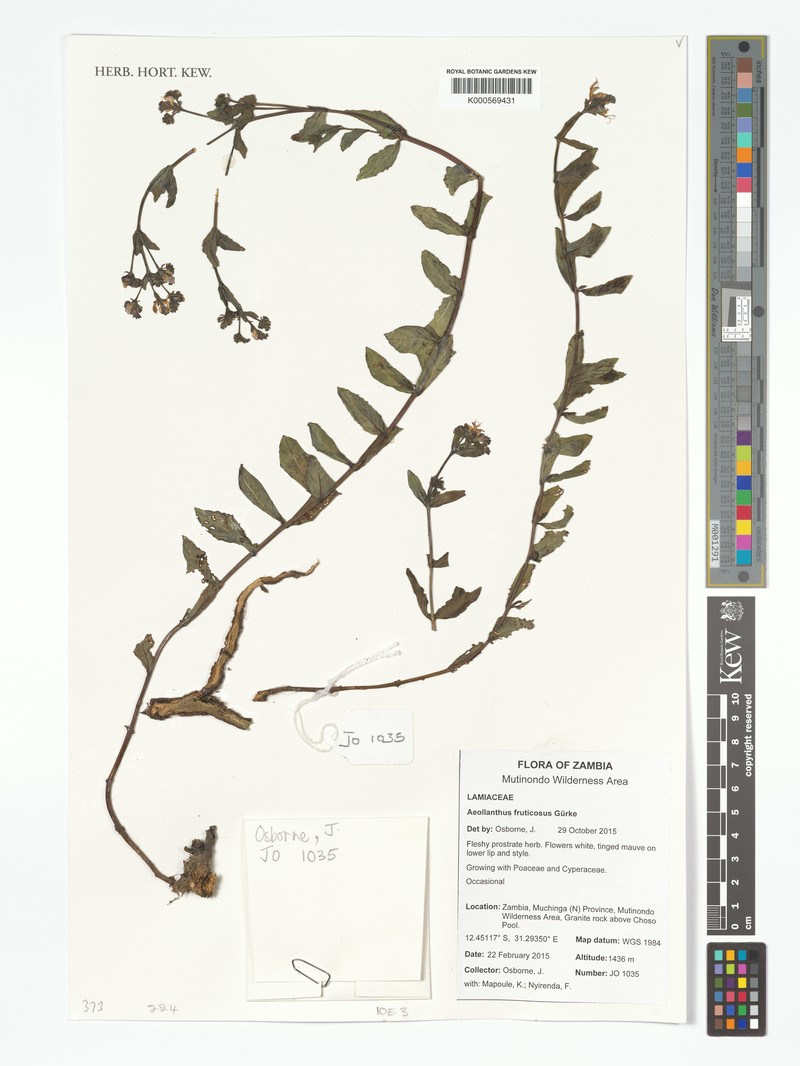 Aeollanthus fruticosus photo 7