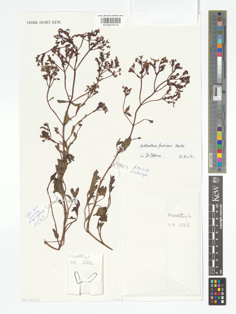 Aeollanthus fruticosus photo 8