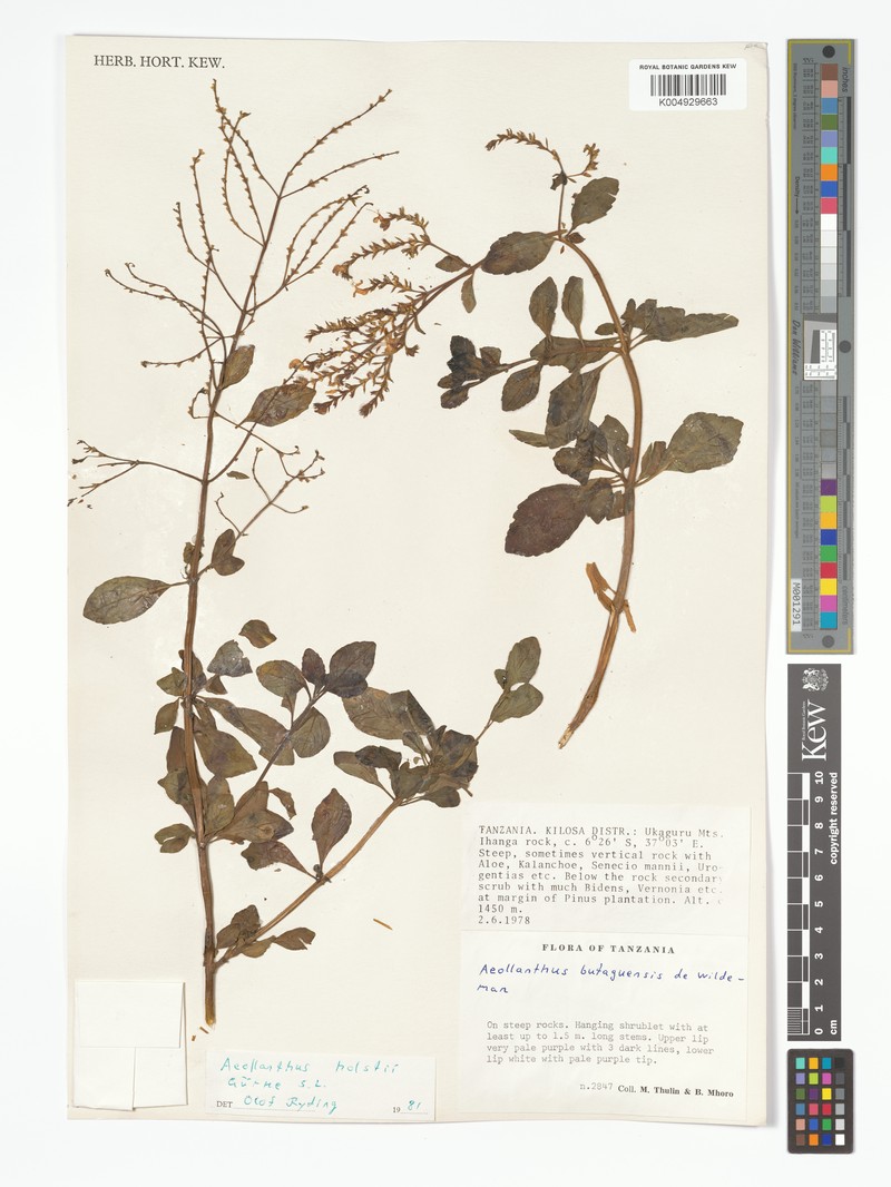 Aeollanthus holstii