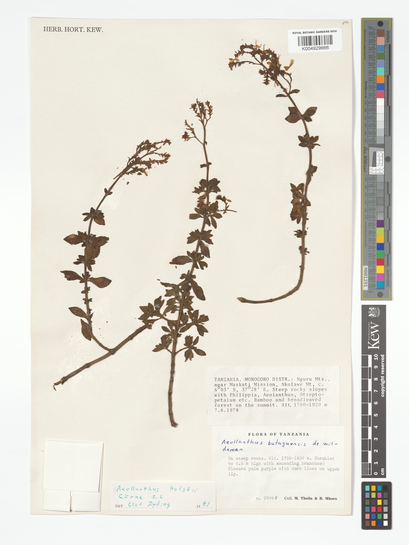 Aeollanthus holstii photo 2