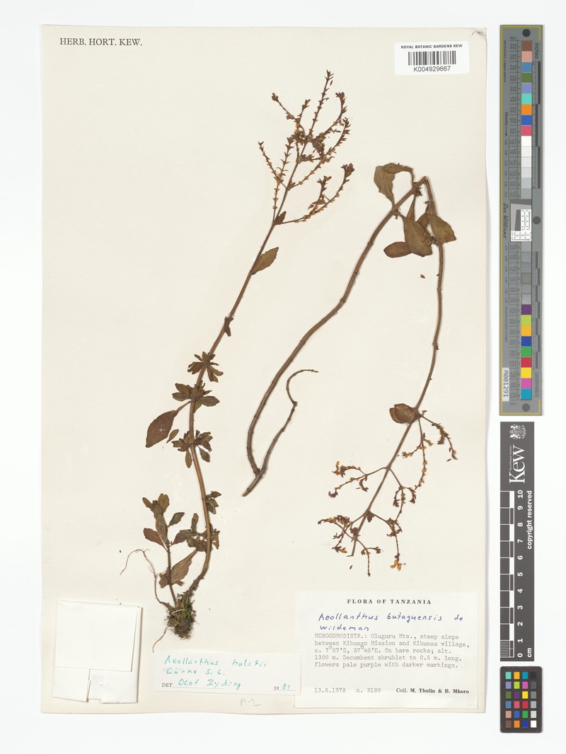 Aeollanthus holstii photo 3