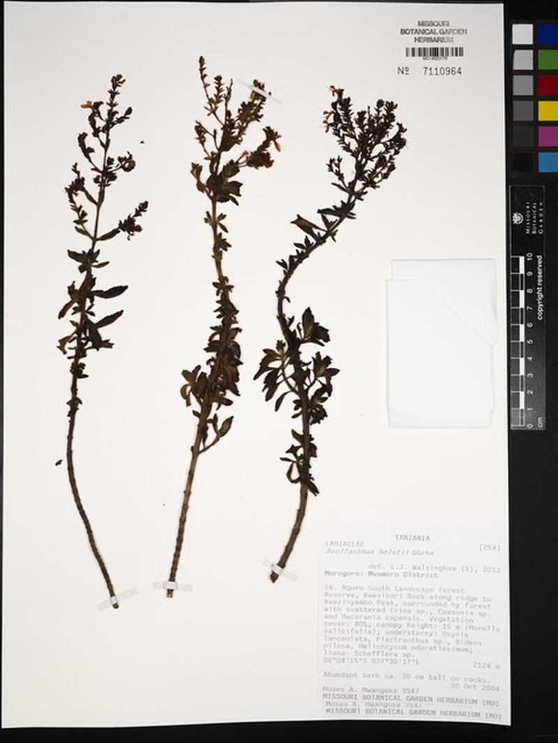 Aeollanthus holstii photo 4