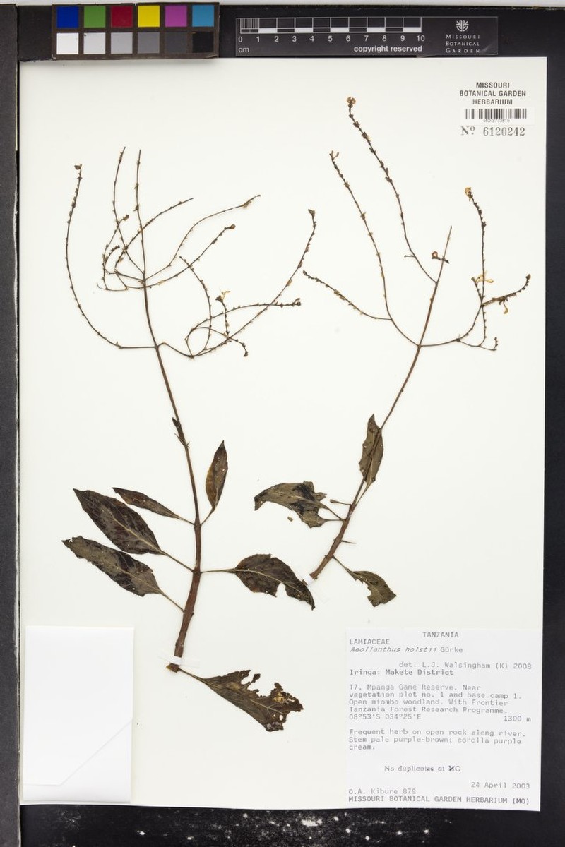 Aeollanthus holstii photo 5
