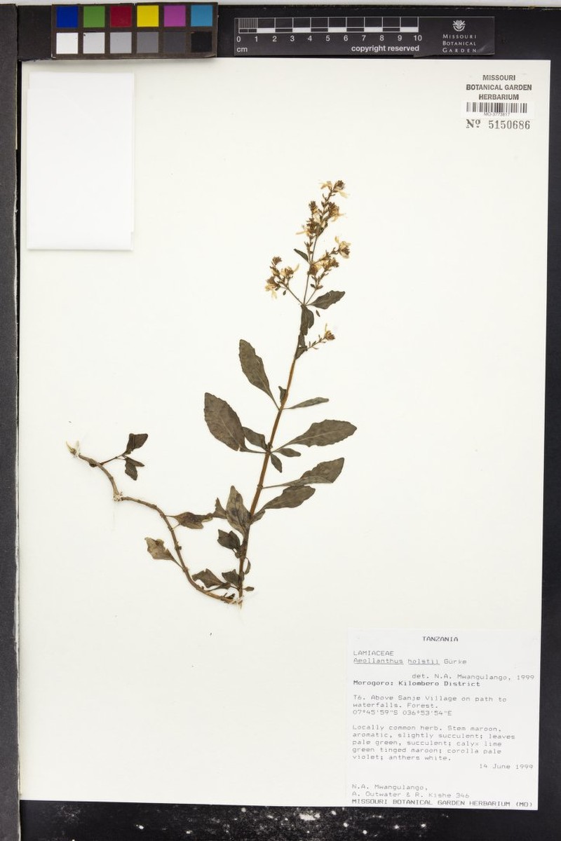 Aeollanthus holstii photo 6