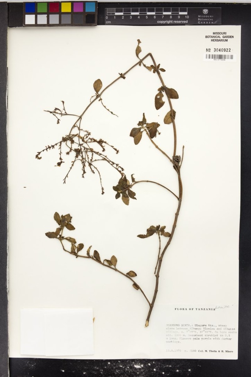 Aeollanthus holstii photo 7