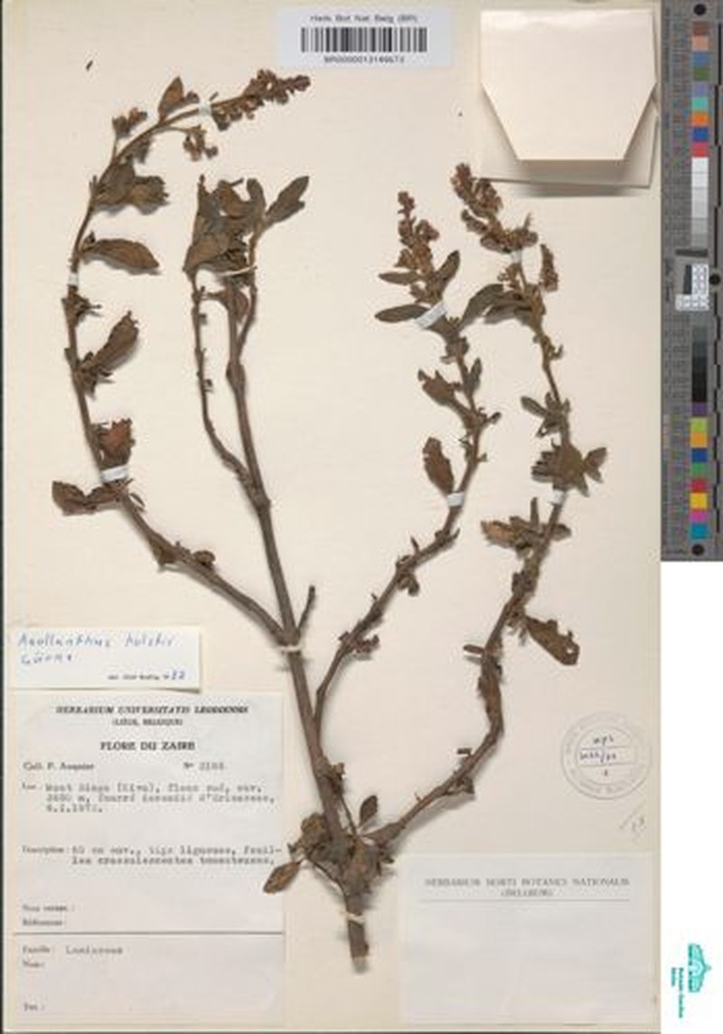 Aeollanthus holstii photo 8
