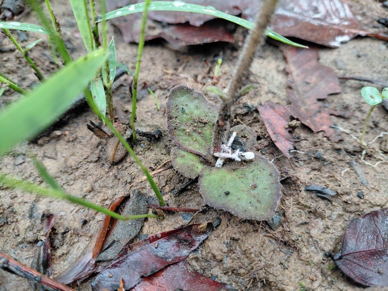 Aeollanthus homblei photo 3