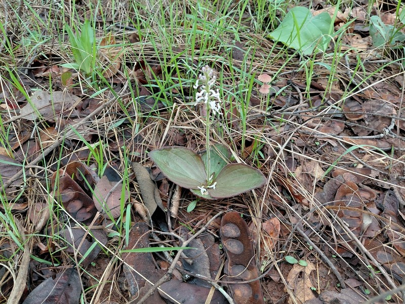 Aeollanthus homblei photo 4