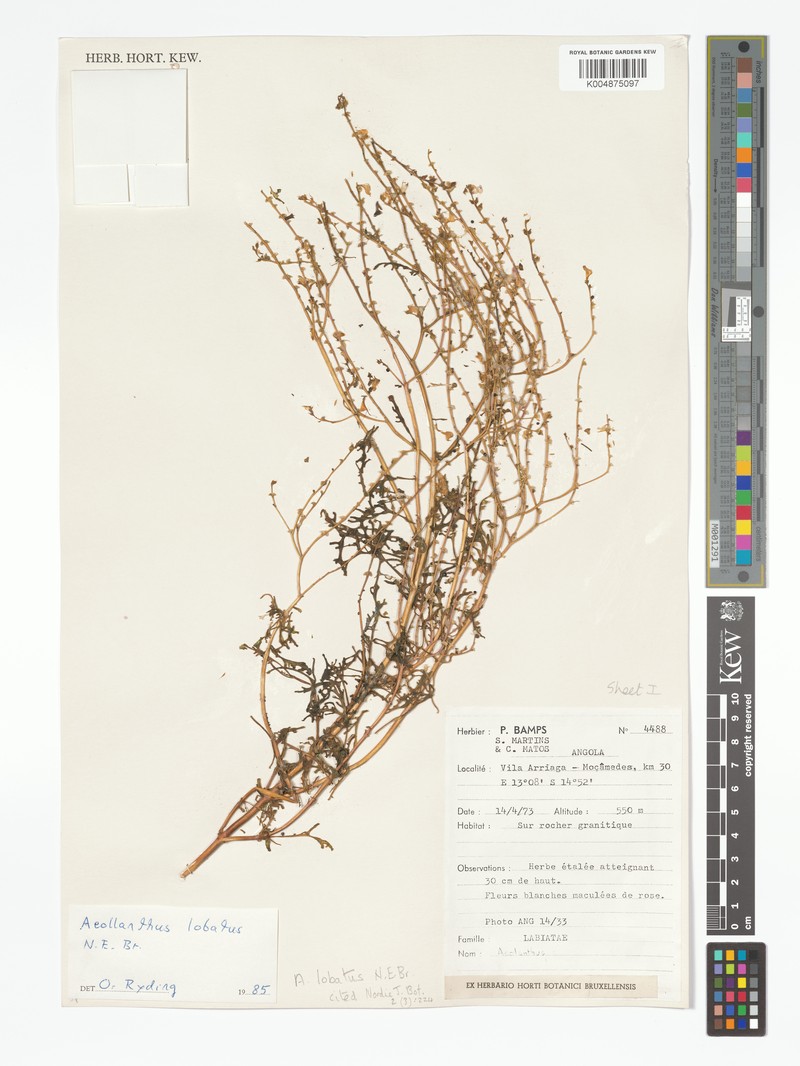 Aeollanthus lobatus