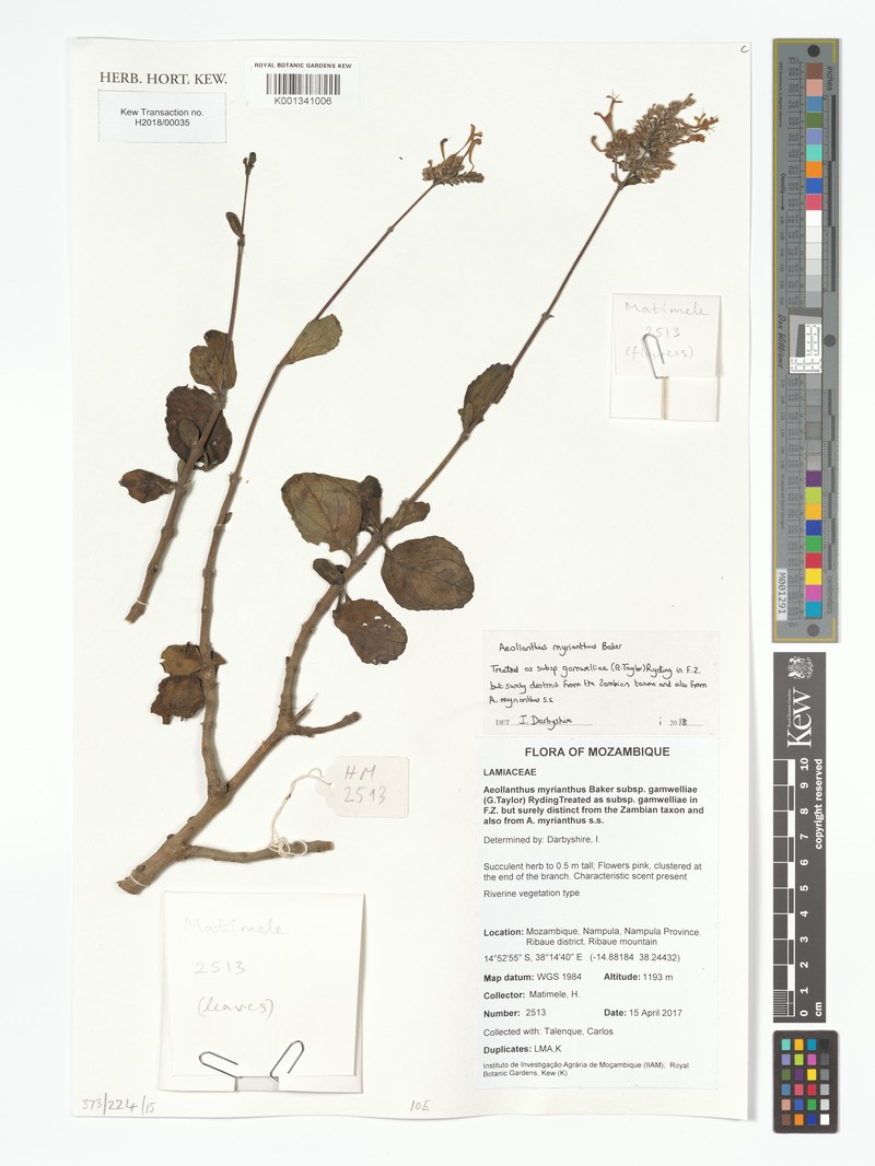 Aeollanthus myrianthus