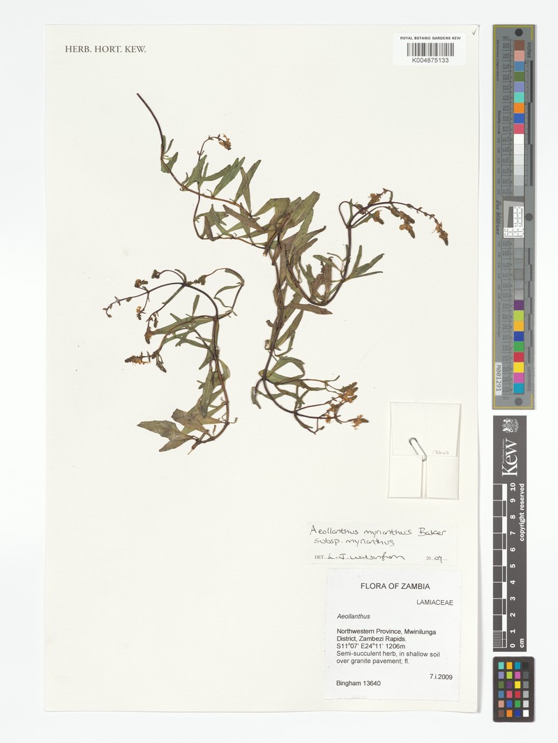 Aeollanthus myrianthus photo 2