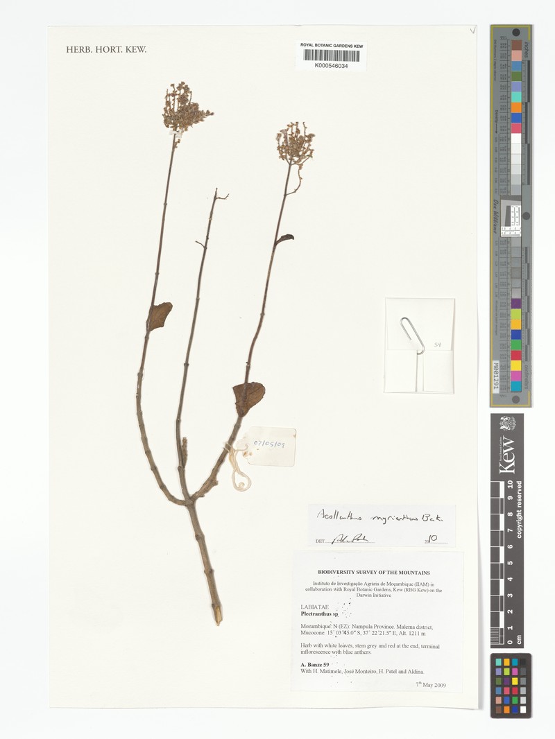 Aeollanthus myrianthus photo 3