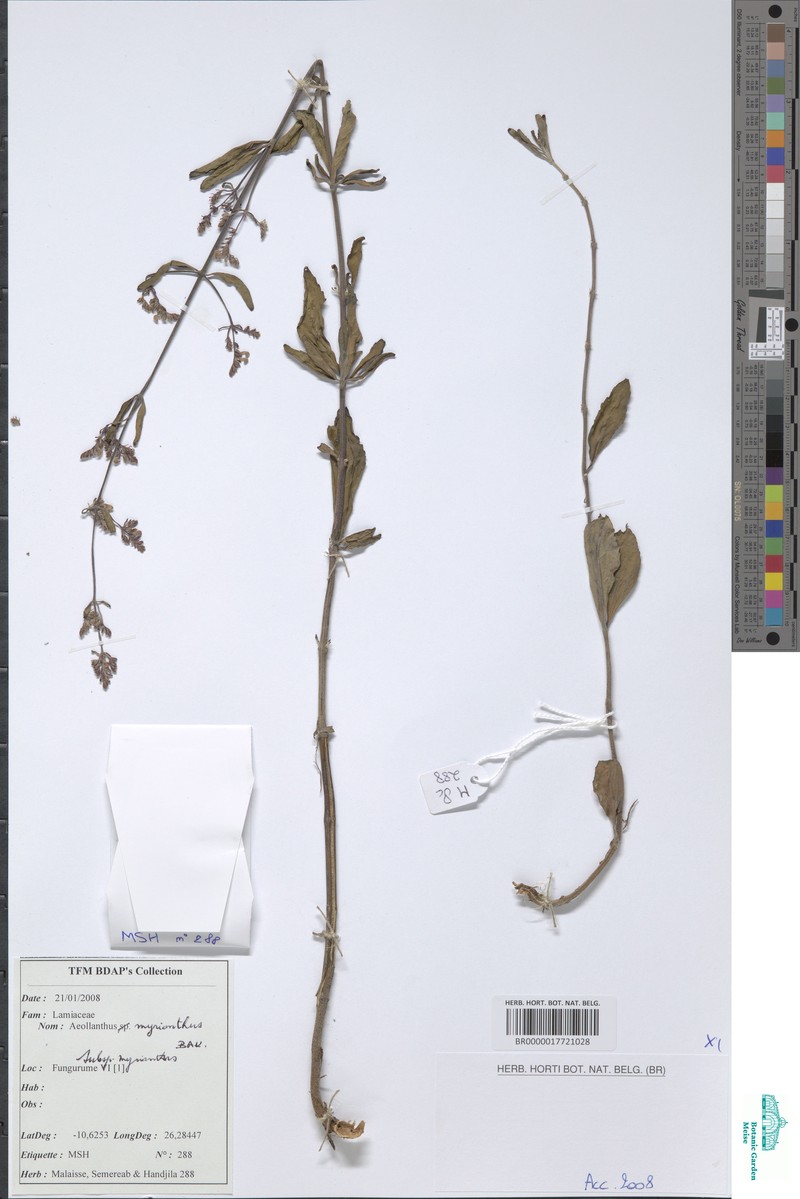 Aeollanthus myrianthus photo 4