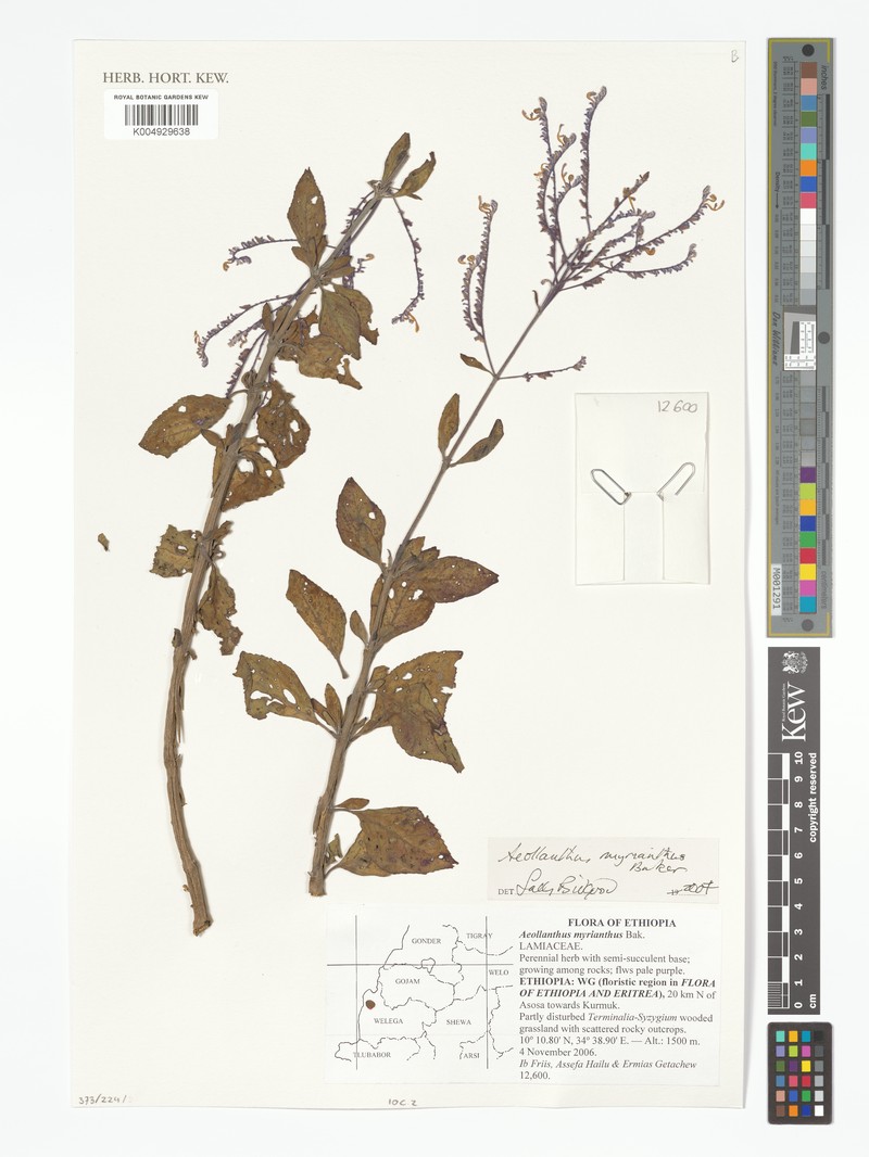 Aeollanthus myrianthus photo 5