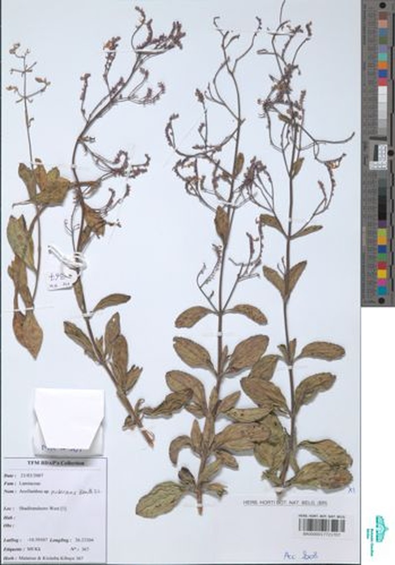 Aeollanthus myrianthus photo 6