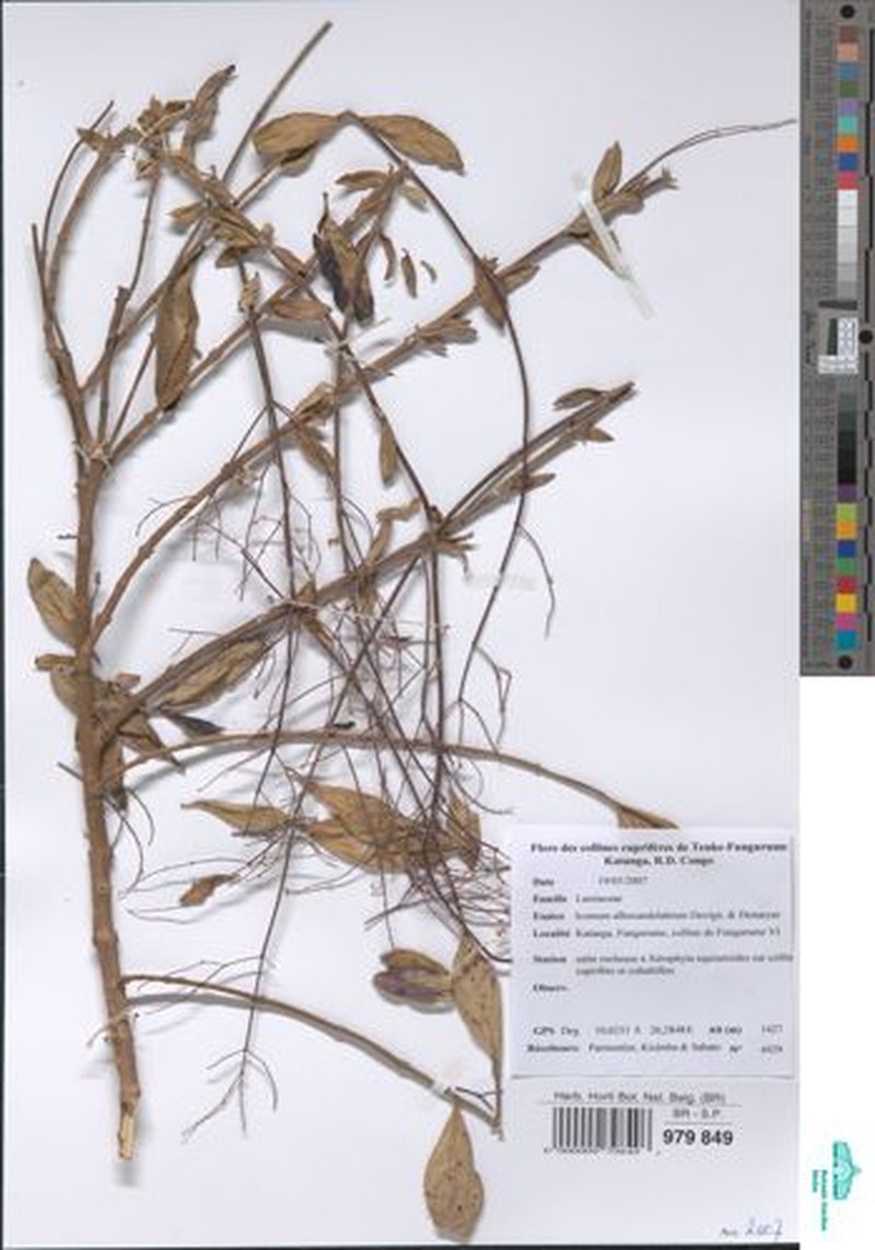 Aeollanthus myrianthus photo 7