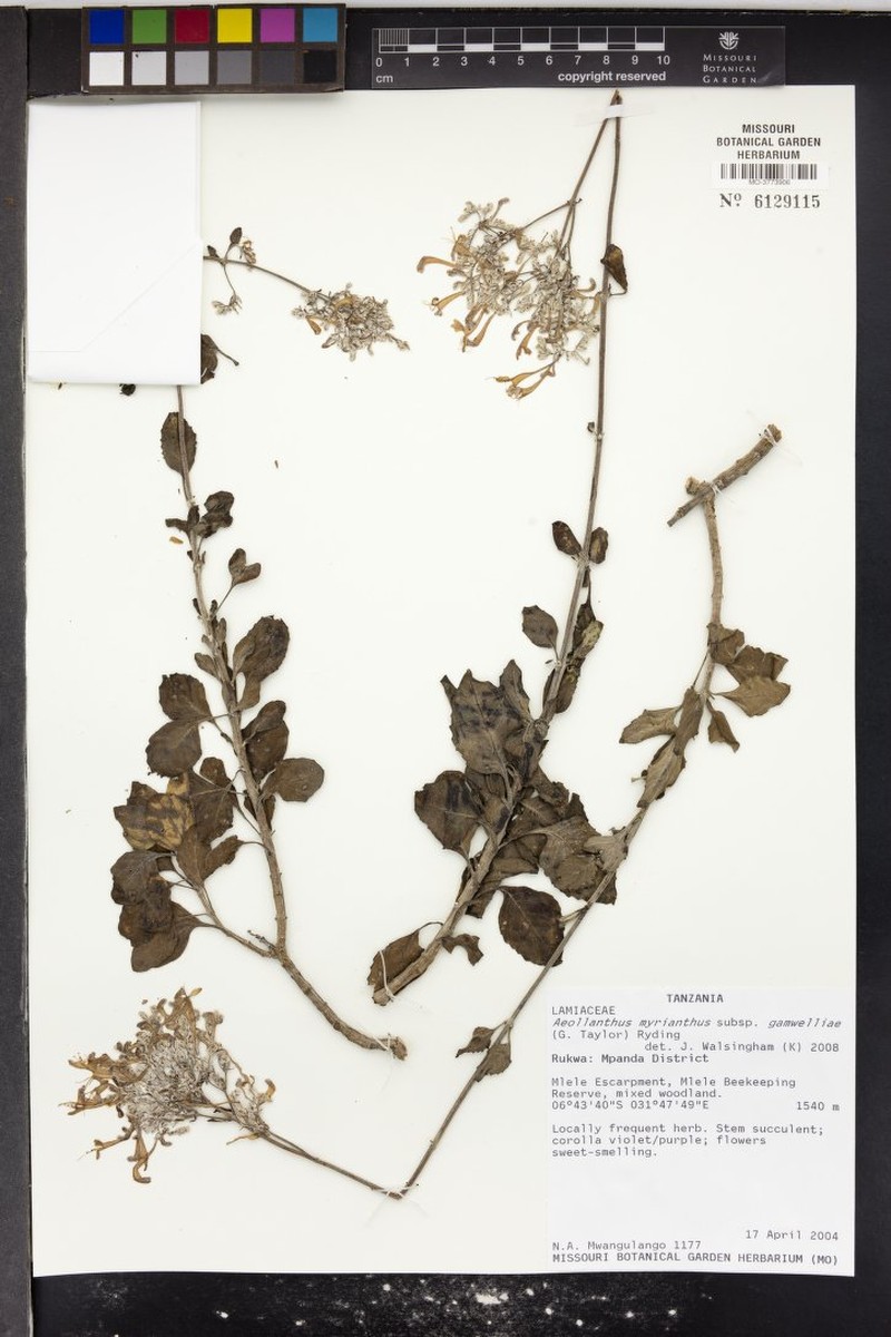 Aeollanthus myrianthus photo 8