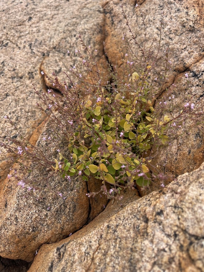 Aeollanthus neglectus photo 4